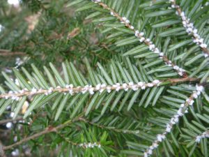 Protect Your Hemlock Trees Inexpensively and Easily